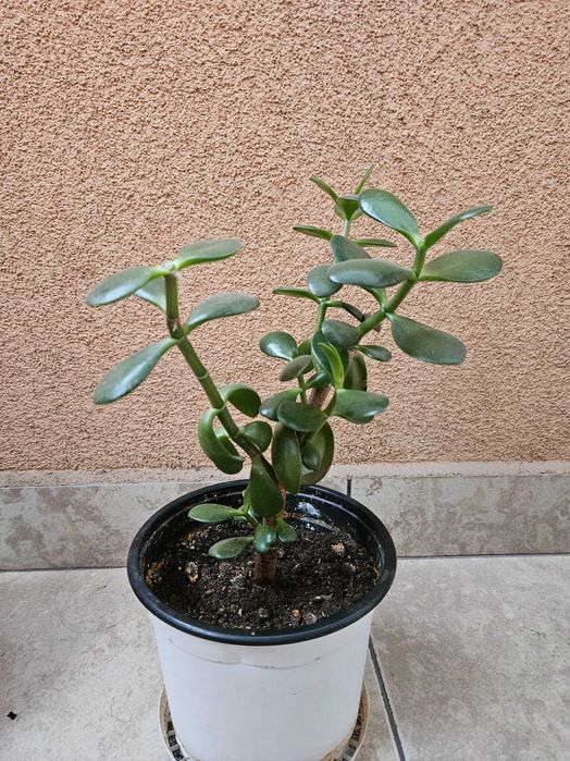 Цвете Дървото на живота