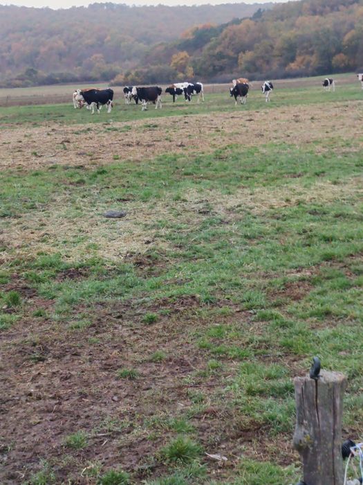 Vând vaci și juninci