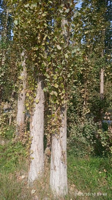 Терак сотилади арзон