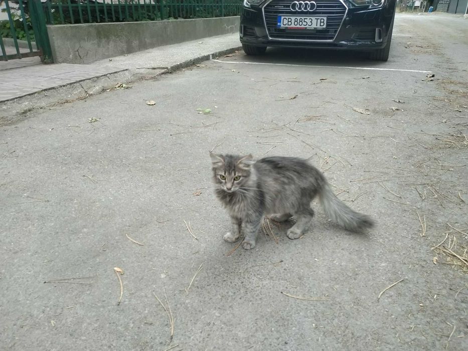 Изхвърлено осиновено коте в Ботевград