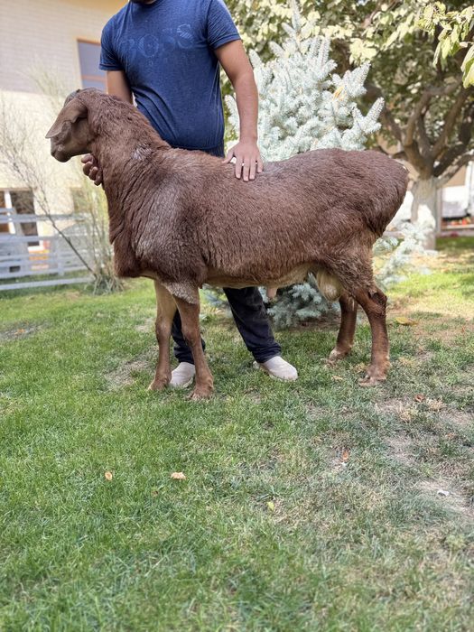 Қурбонликга Қўчқор Qochqor сотилади qoy qurbonlik