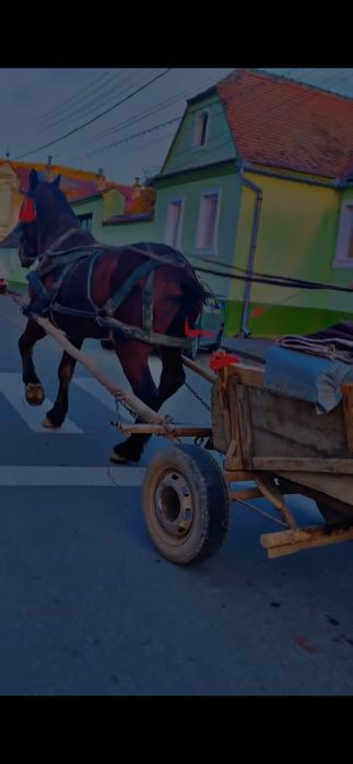 Vand Cârlan de 3 ani