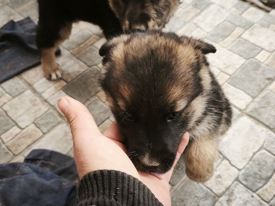 Donez căței  unu sau amândoi .