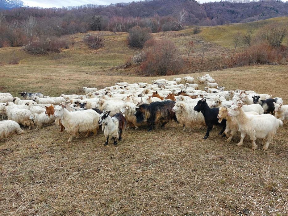 Vand oi majoritatea tinere