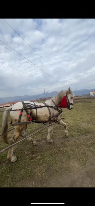 De vanzare dau combinati armasar de 7 ani garantat
