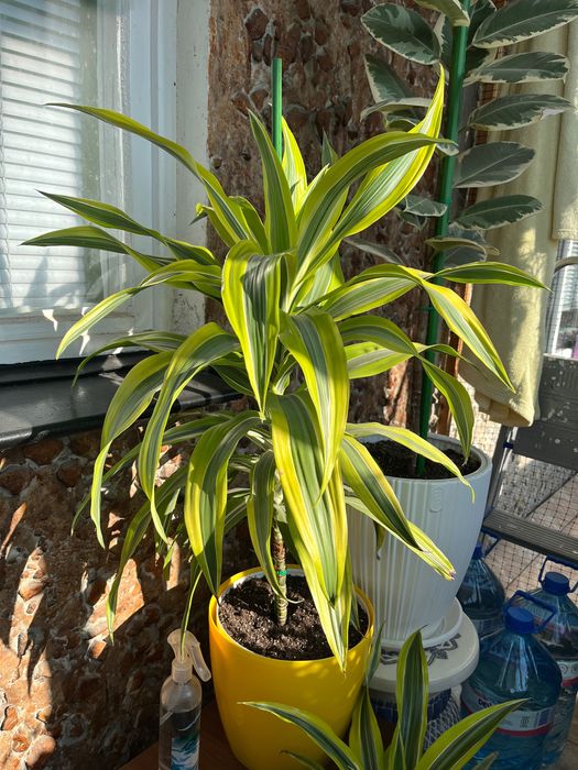 Драцена лимон лайм палма