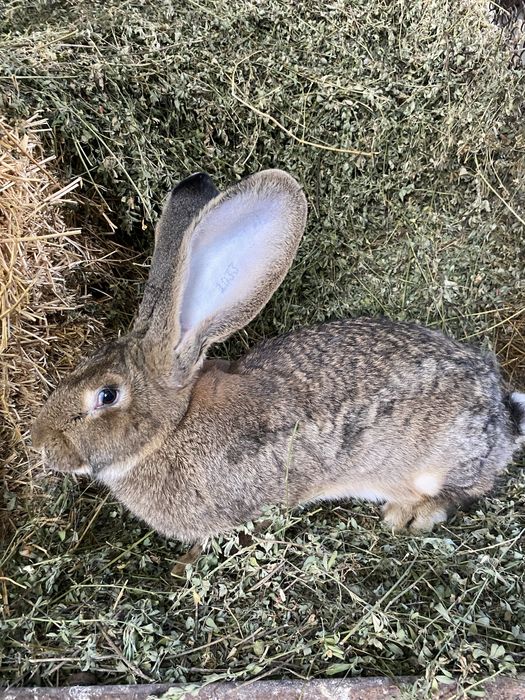 Uriaș german femele si mascul