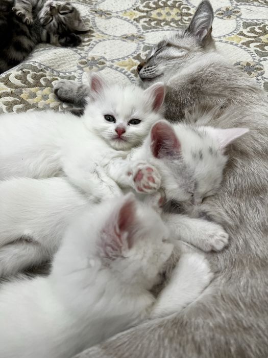 Продаётся. Пожалуйста ознакомтесь с информации.