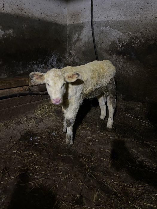 Vand doi vitei de 3 saptamani