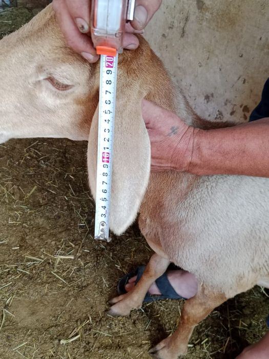 Арашаны мартовские.чистокровные по линии бульдозера