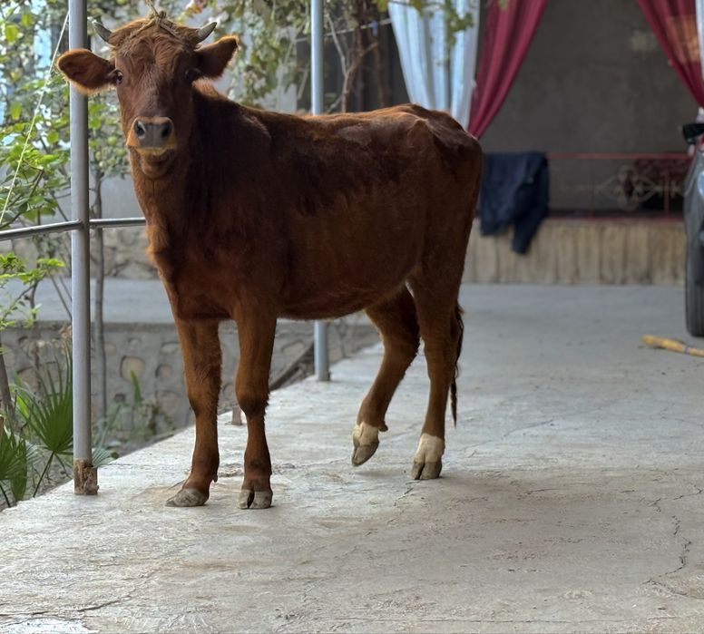 Гуножин сотилади бугоз 5.5 ойдик gunojin bugoz sotiladi