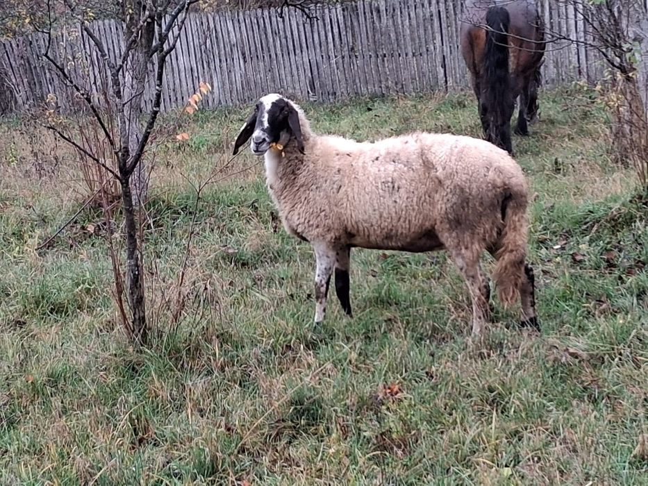 Vând oi Bergamasca și sârbești