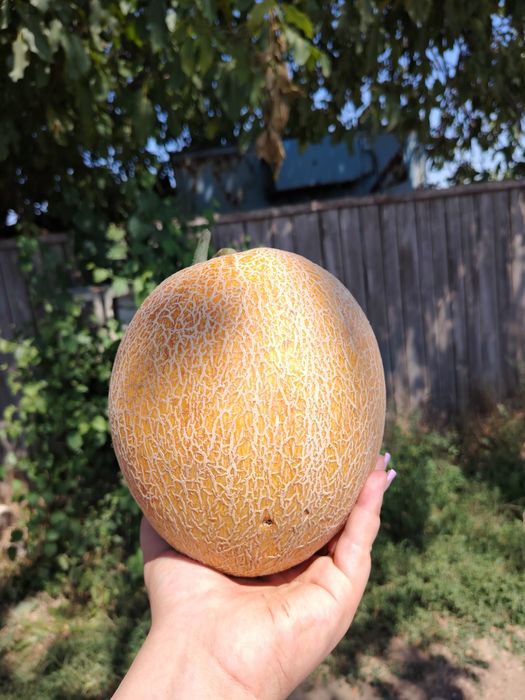 Vand pepeni verzi și galbeni