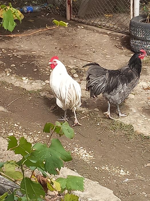 Vand sau schimb cocosi australorp