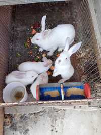 Кролики малыши месячные крупной породы