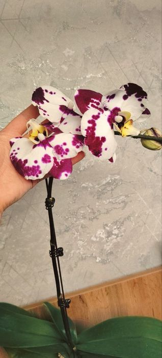 Орхидея Phalaenopsis