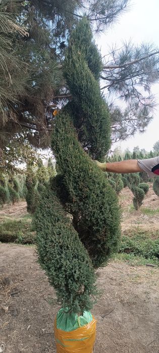 6 йиллик Можжавелник арча кўчатлари