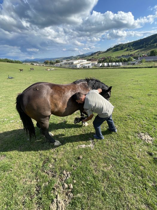 Iapă de vânzare…