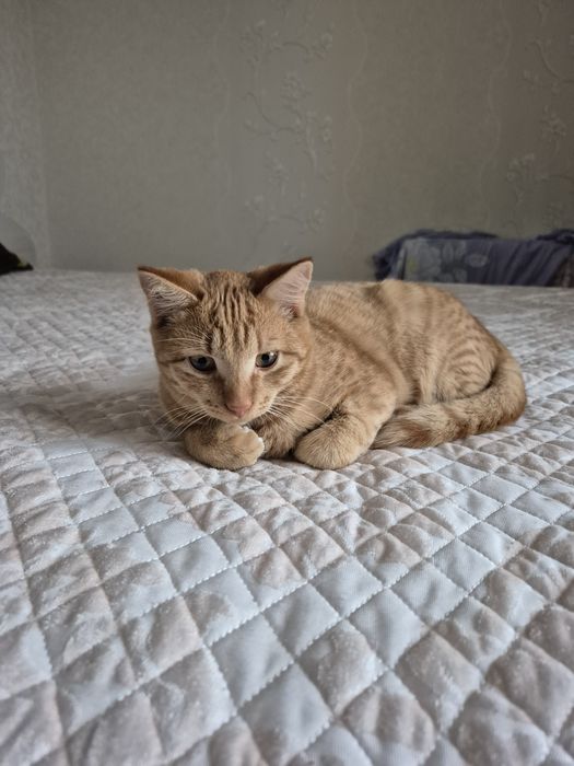 Отдам в хорошие руки