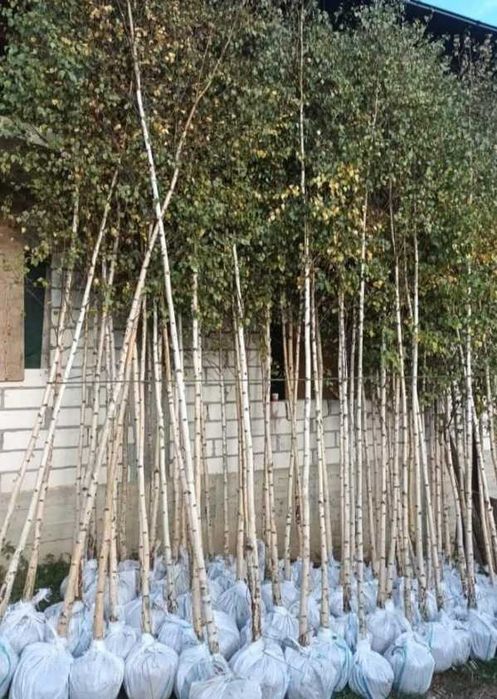 Plante Perene pentru o Grădină Frumoasă An de An