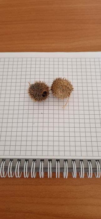 Продам бурнаки от гайморита