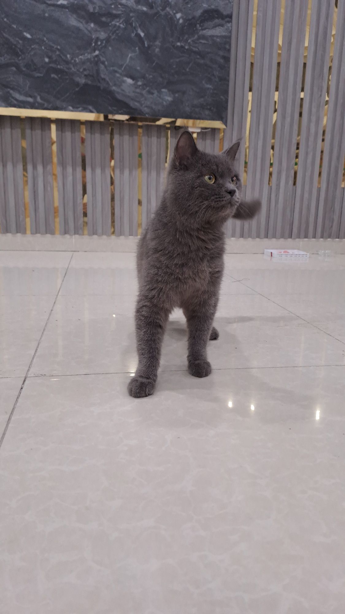Zottor  sog'lom mushuk