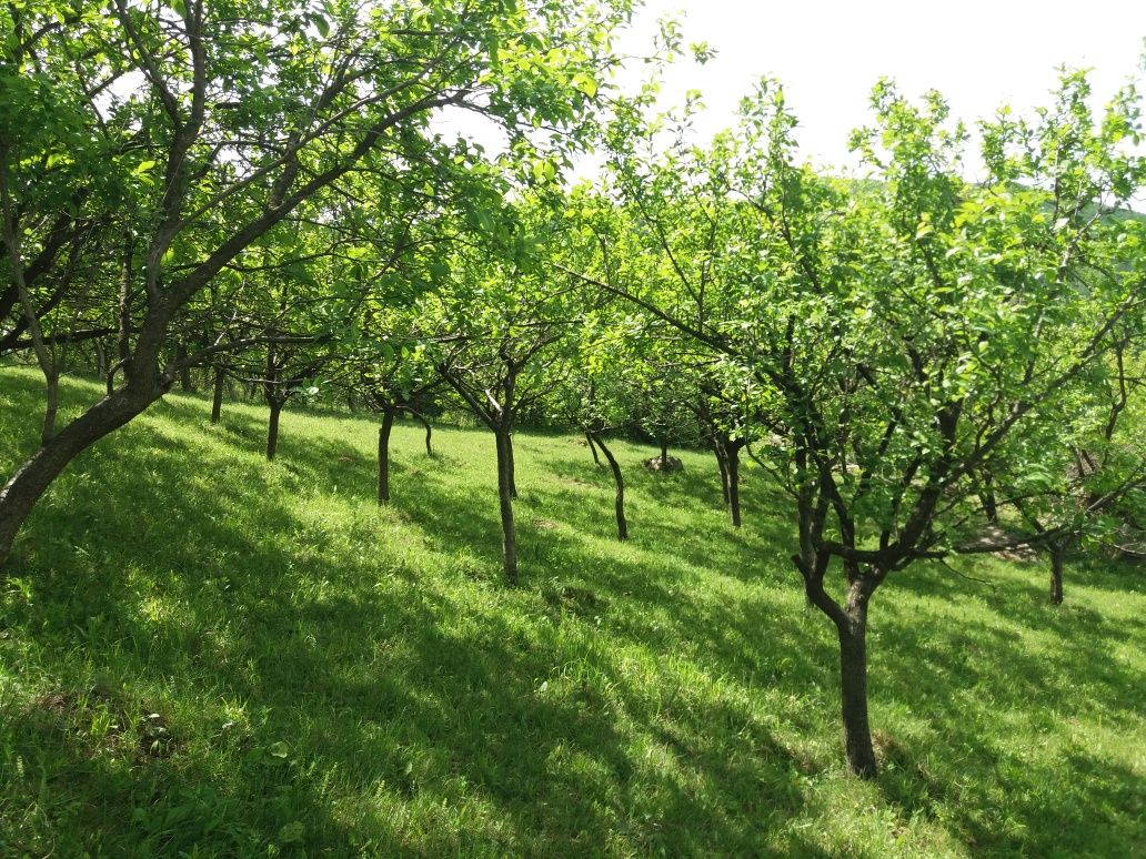 Teren intravilan 5300 mp.Orașul Nehoiu