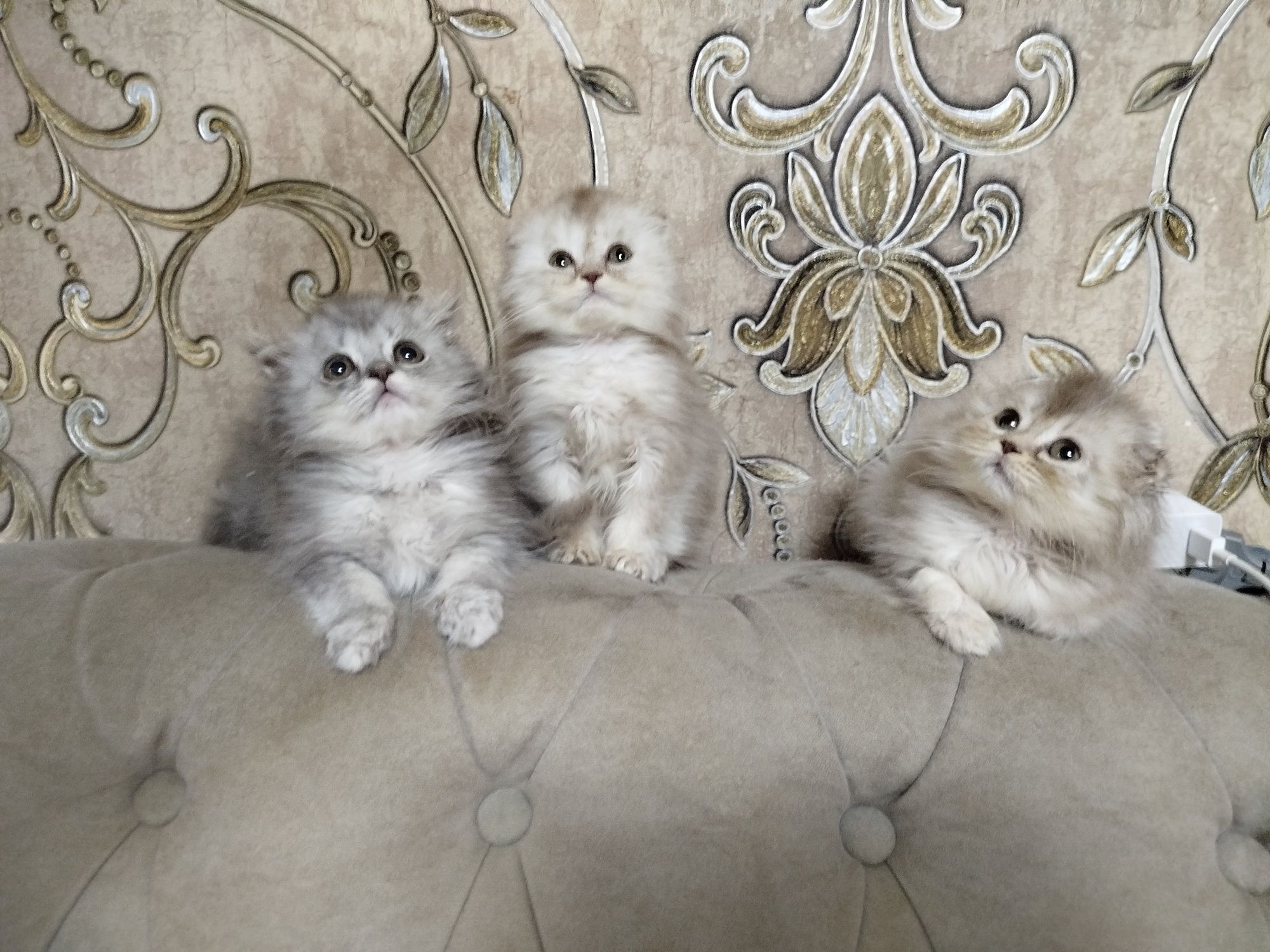 Хайленд фолд котята