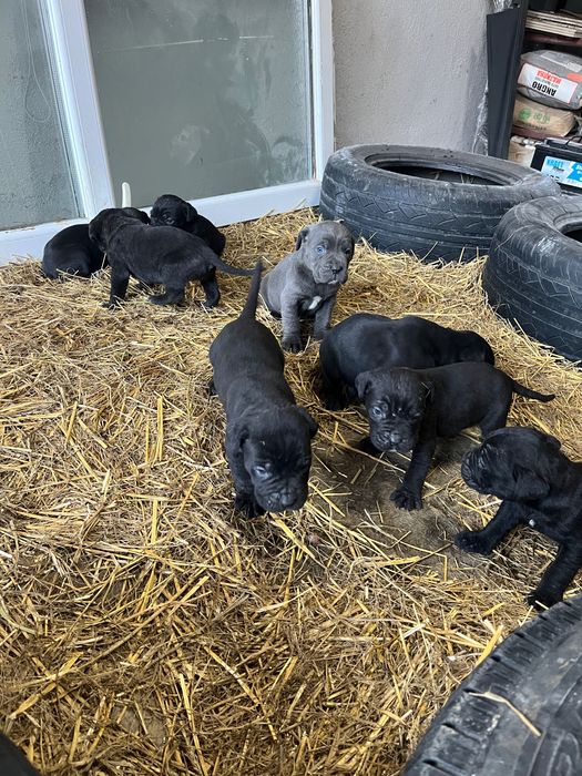 Cane corso чистокръвни