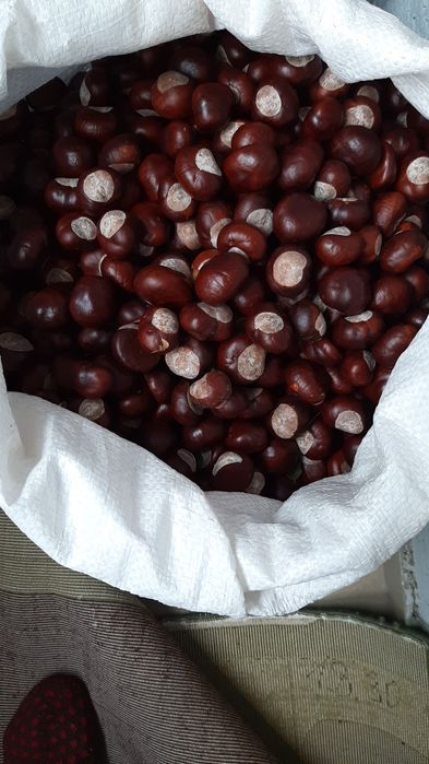 Продам Каштаны конские 1000 тенге за кг.
