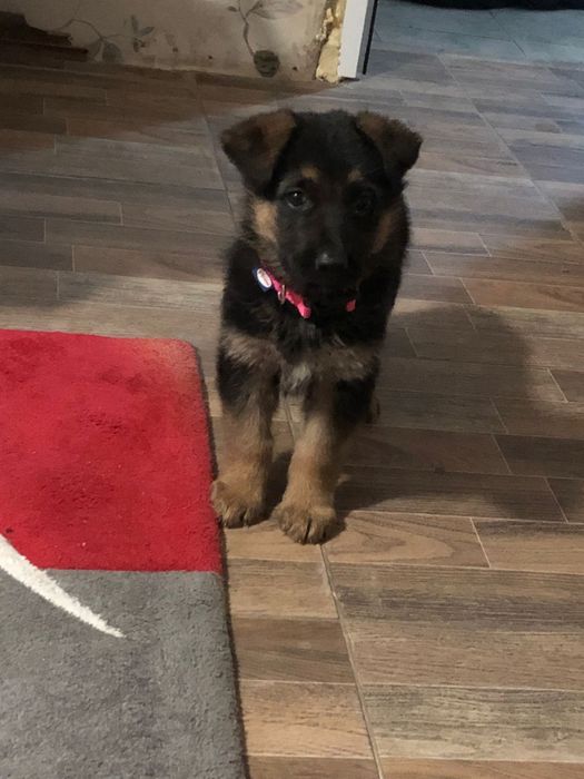 Женска Немска Овчарка на 2 месеца