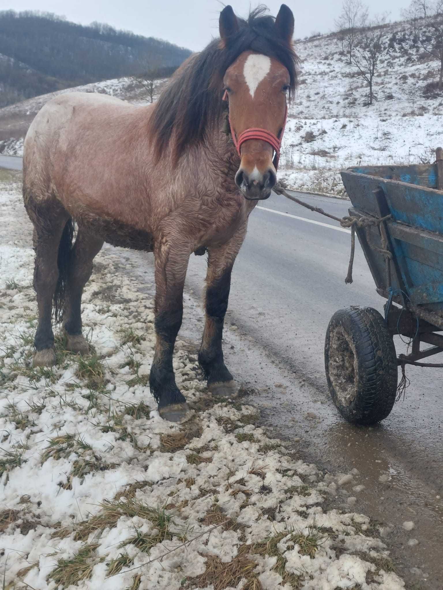 Mânz de vanzare !