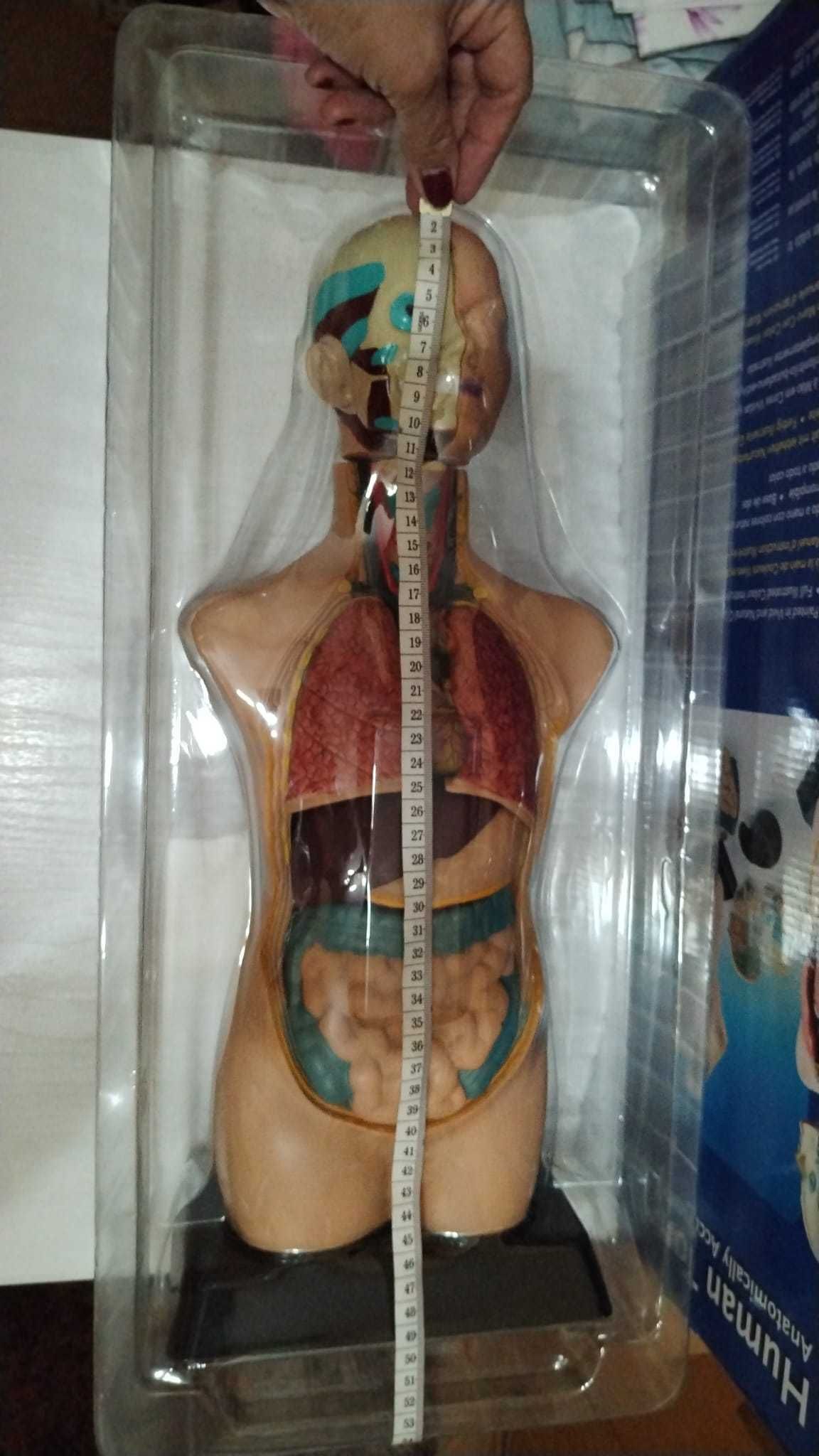Kit-macheta trunchi uman pentru studiu medicina (Human Torso)