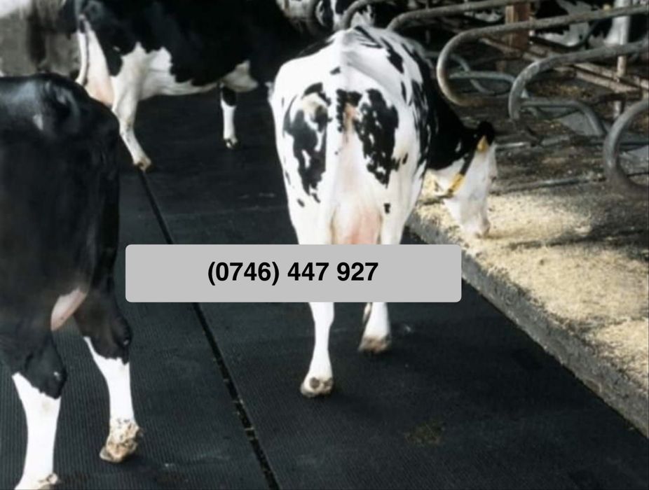 Banda de cauciuc ideala pentru boxe de cai, animale, balastiere etc