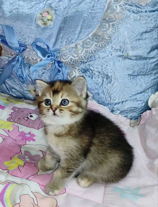 Продается шикарный котенок тикированная шиншилла, девочка.