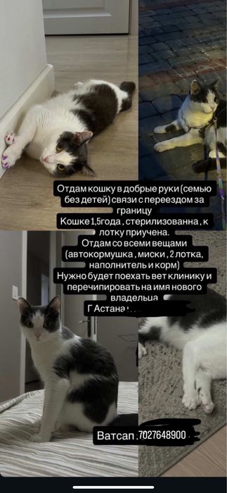 Отдадим кошку в добрые руки