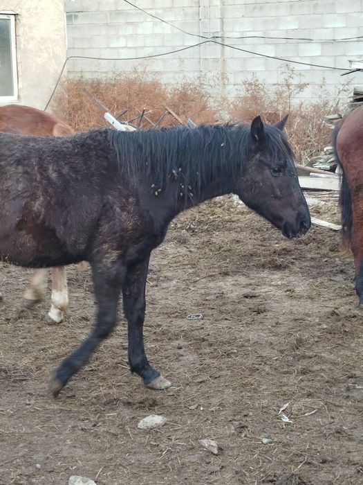Кобыла лошадь байтал согым