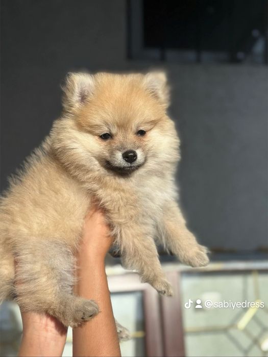 Куче Буберанк 3 месеца