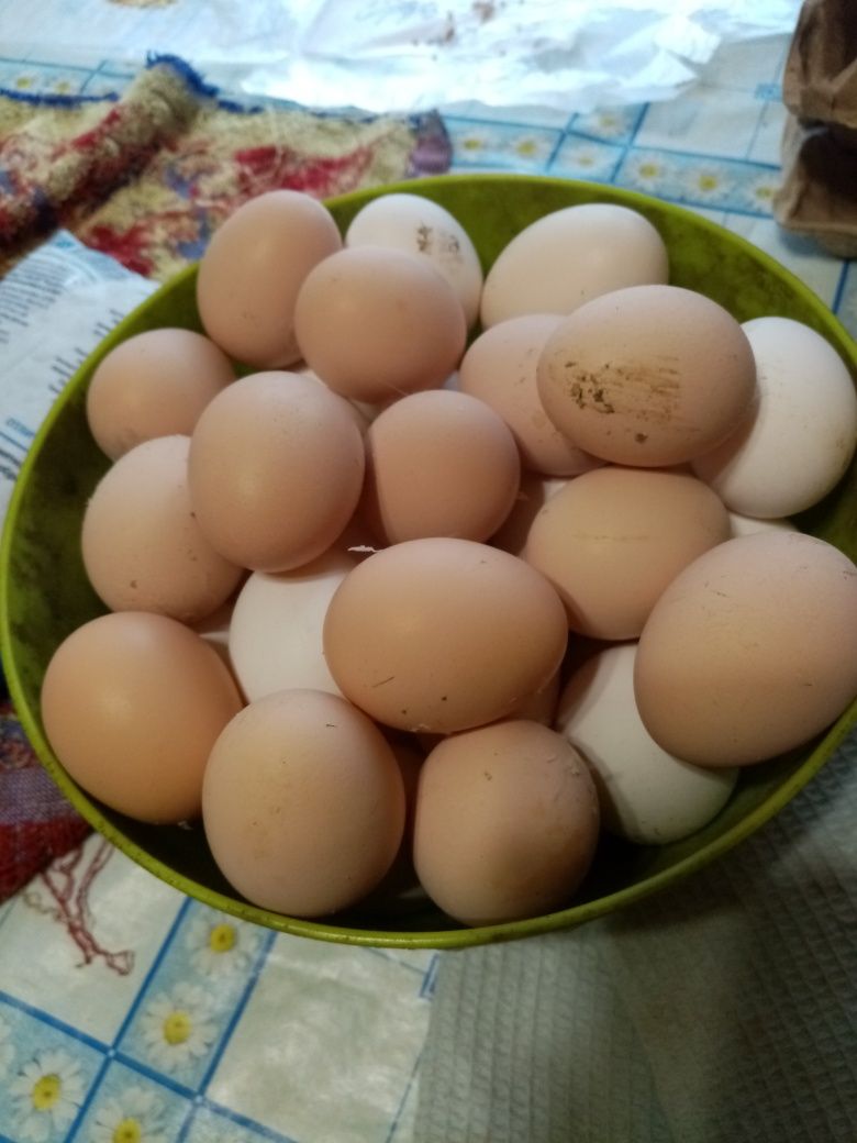 Продам яйца домашних кур
