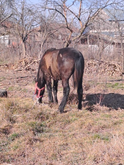 Vând mânz în vârstǎ de 10 luni