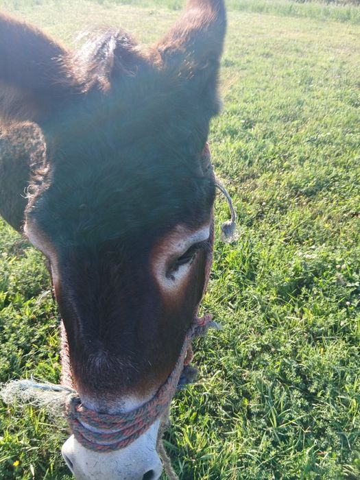 De vânzare un magar