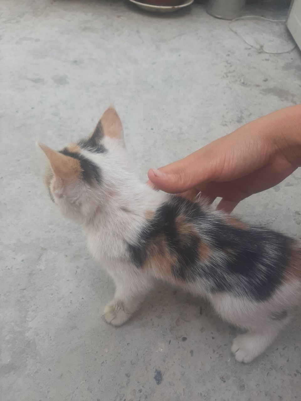 Mushukchalarni tekinga beraman