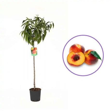 Pomi Fructiferi La Ghiveci  PIERSIC