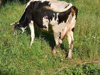 Vând vacă rasa Holstein
