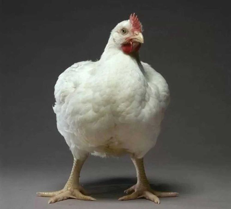 Оптовая продажа, бройлеры, вес 2,5-3,6 кг, оптовая цена 1400тг/кг