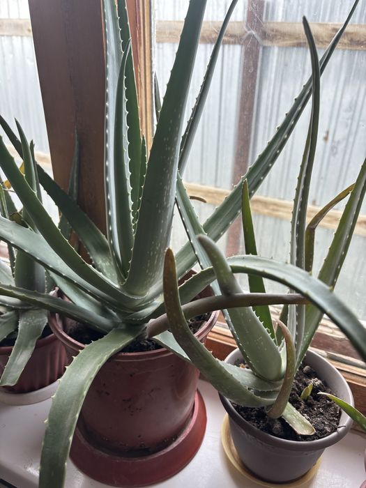 алоэ өсімдік сатылады