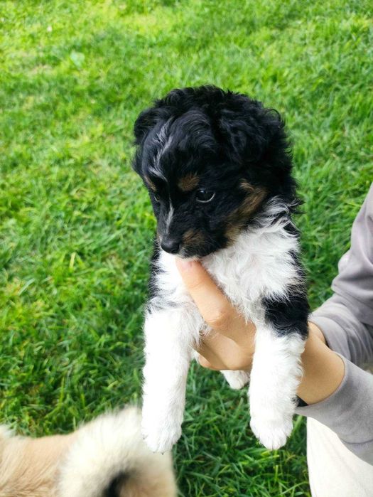 Подарява се кученце.