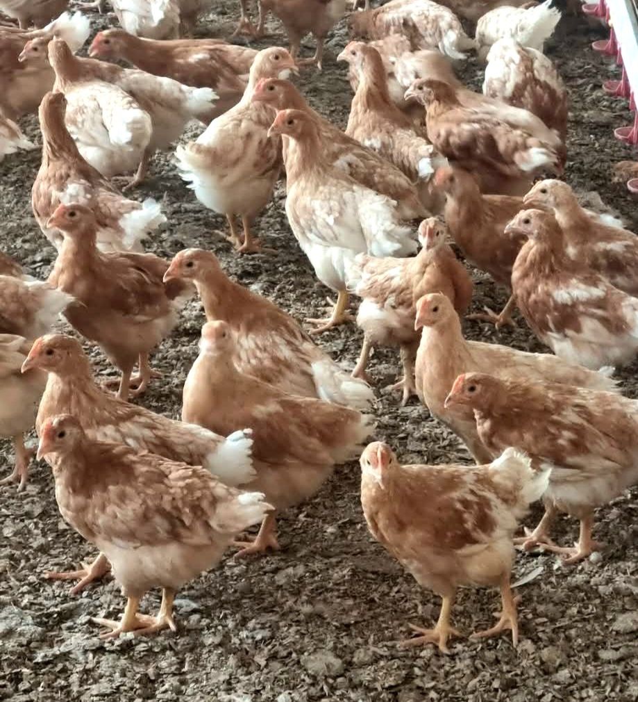 Puicute de oua 7 saptamani