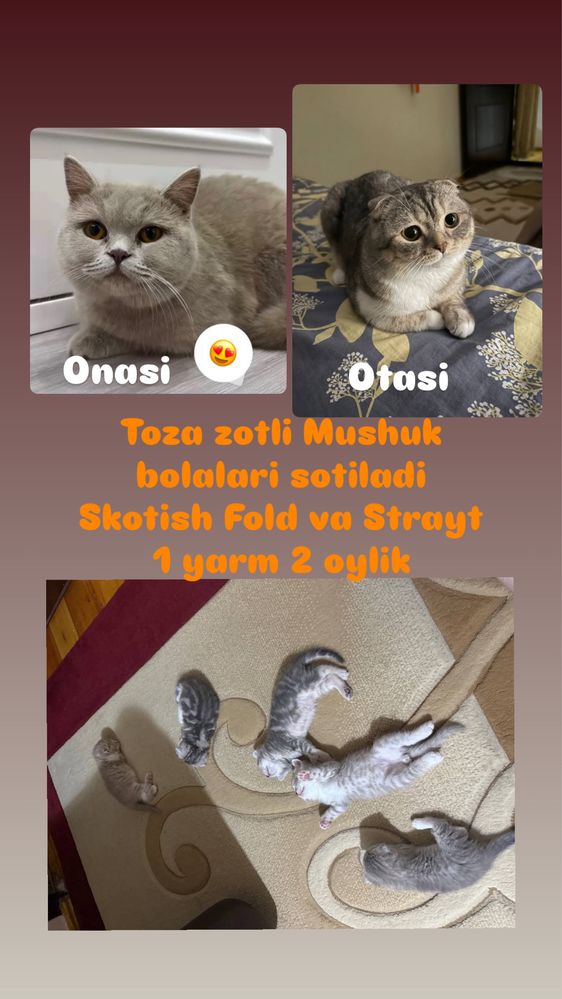 Skotish Fold va strayt mushuk bolalari
