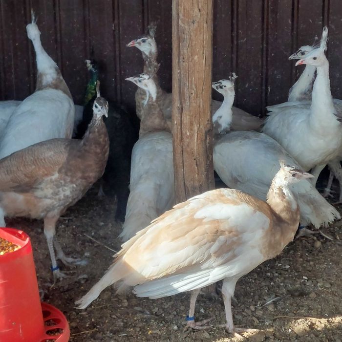 Vând Pauni Maturi si Tineri